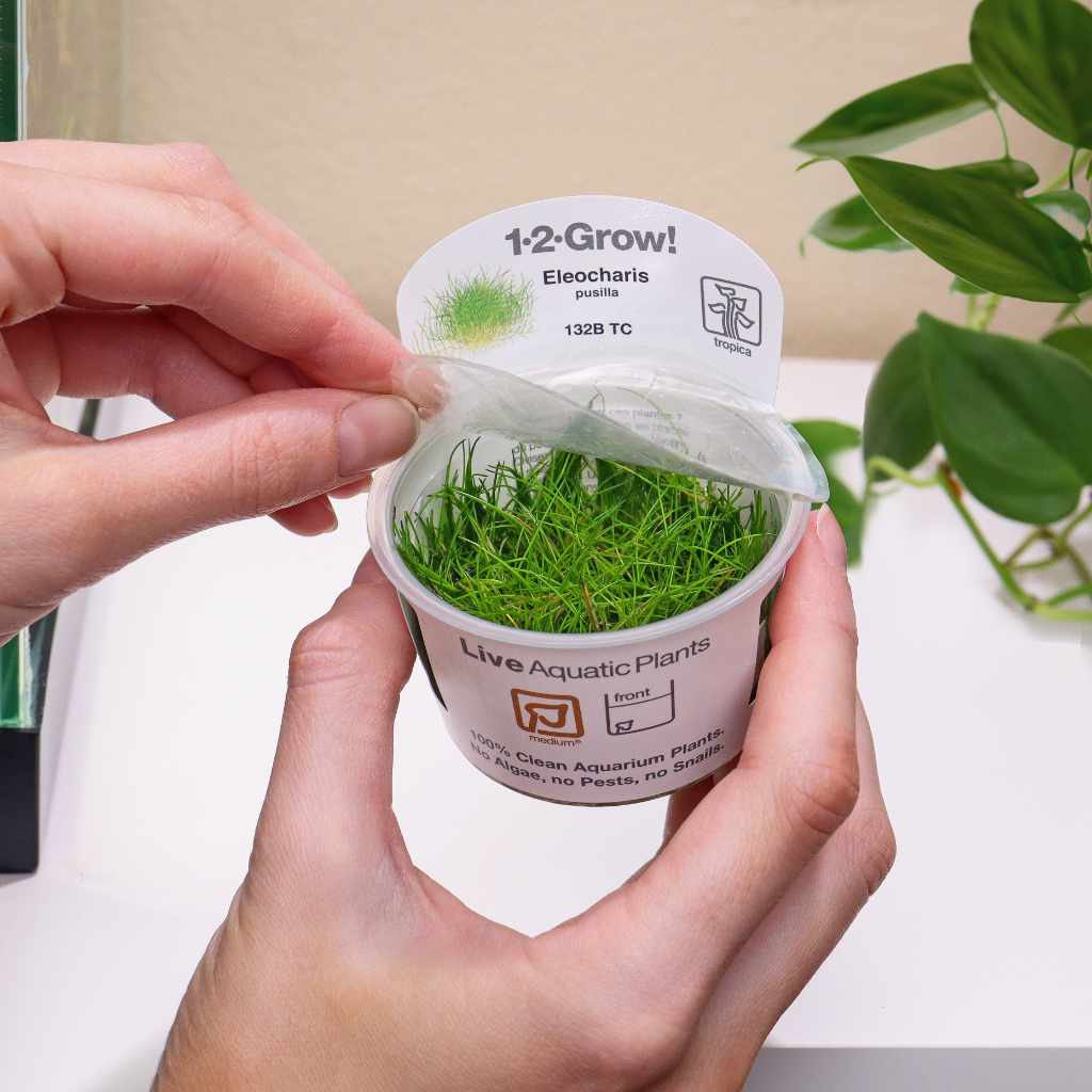 Eleocharis Pusilla 'Mini' Tissue Culture - Image 3