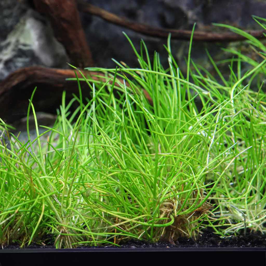 Eleocharis Pusilla 'Mini' Tissue Culture - Image 5
