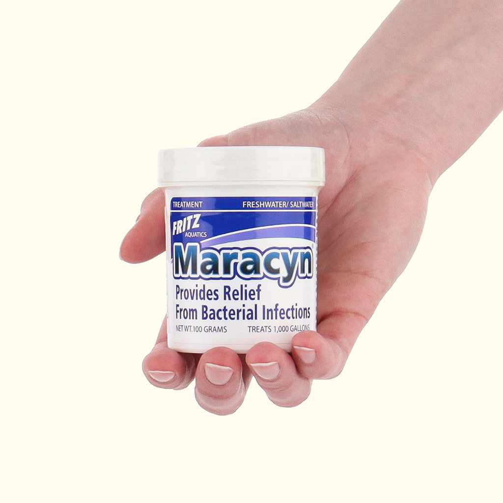 Fritz Maracyn - Image 5