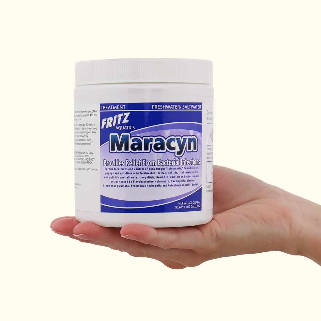 Fritz Maracyn - Image 6