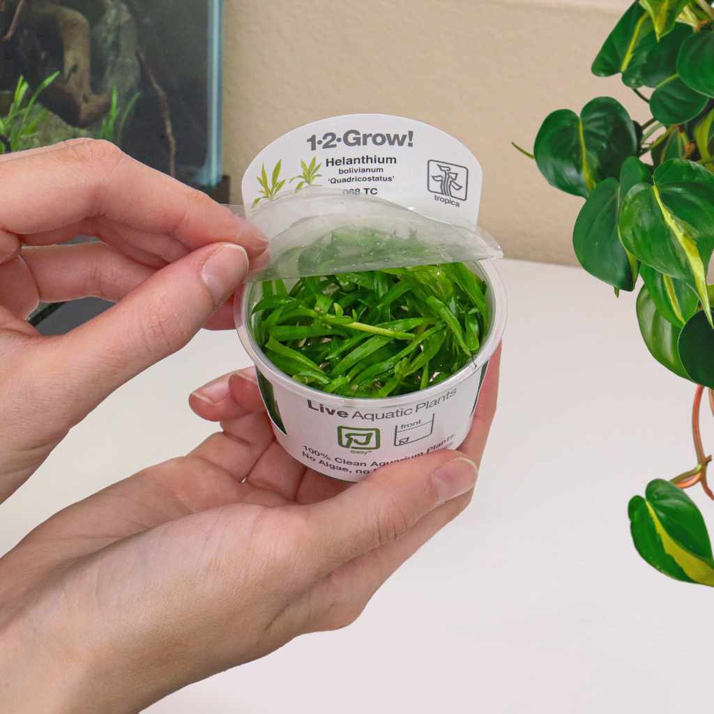 Helanthium Bolivianum 'Quadricostatus' Tissue Culture - Image 3