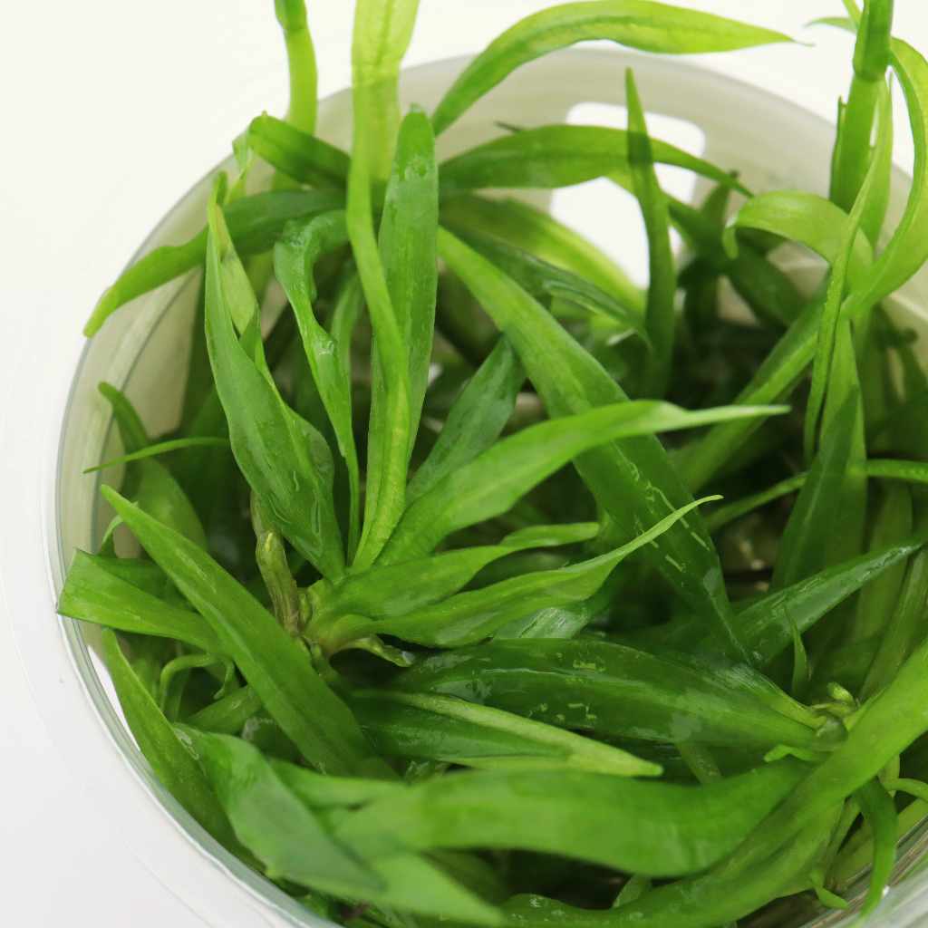 Helanthium Bolivianum 'Quadricostatus' Tissue Culture - Image 4