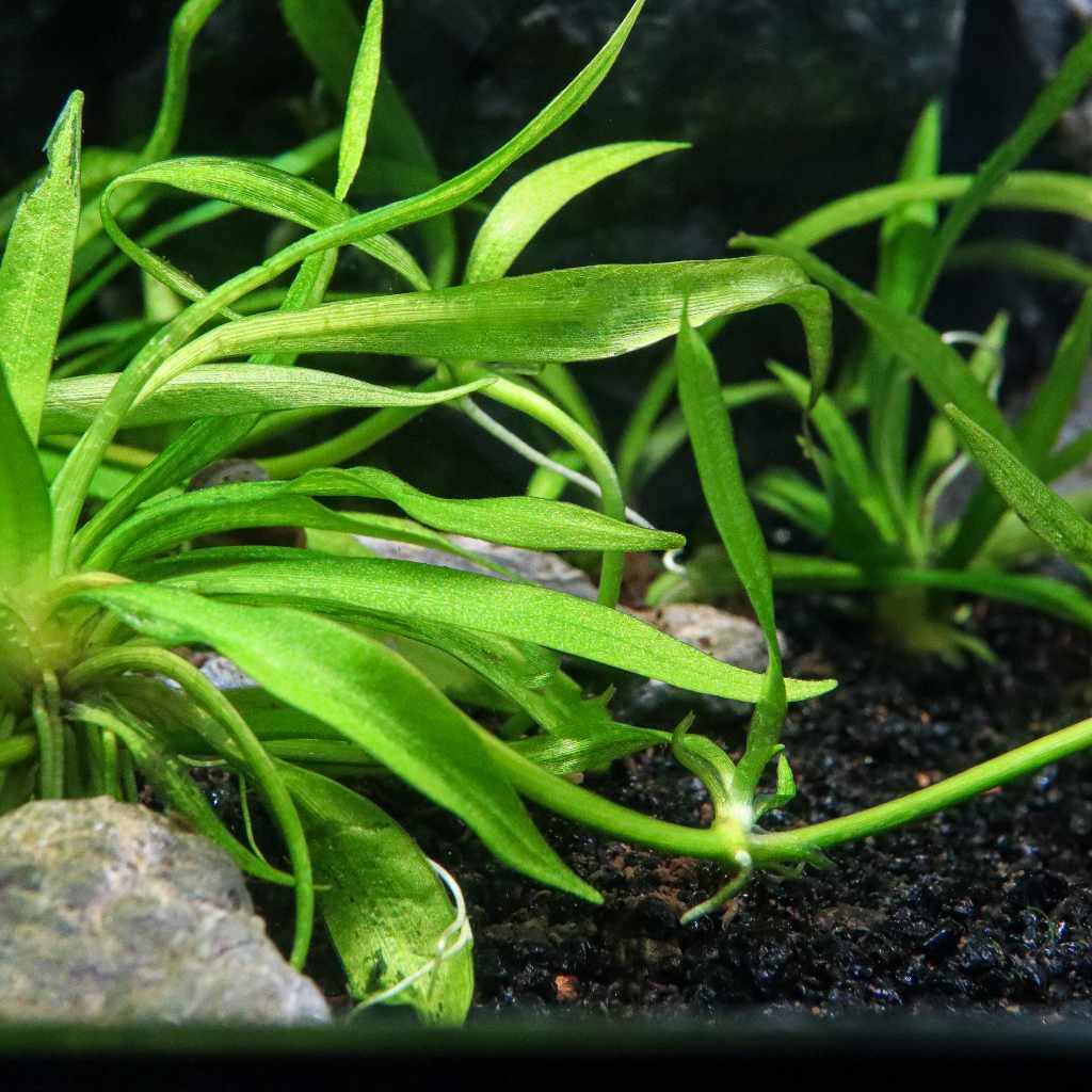 Helanthium Bolivianum 'Quadricostatus' Tissue Culture - Image 5