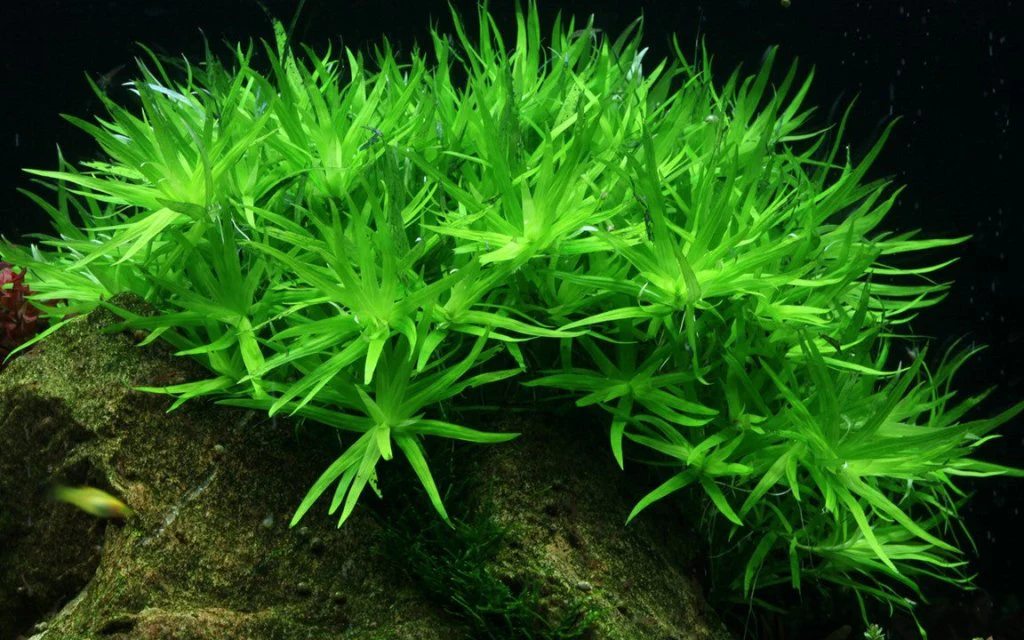 Heteranthera Zosterifolia Star Grass Tissue Culture - Image 2