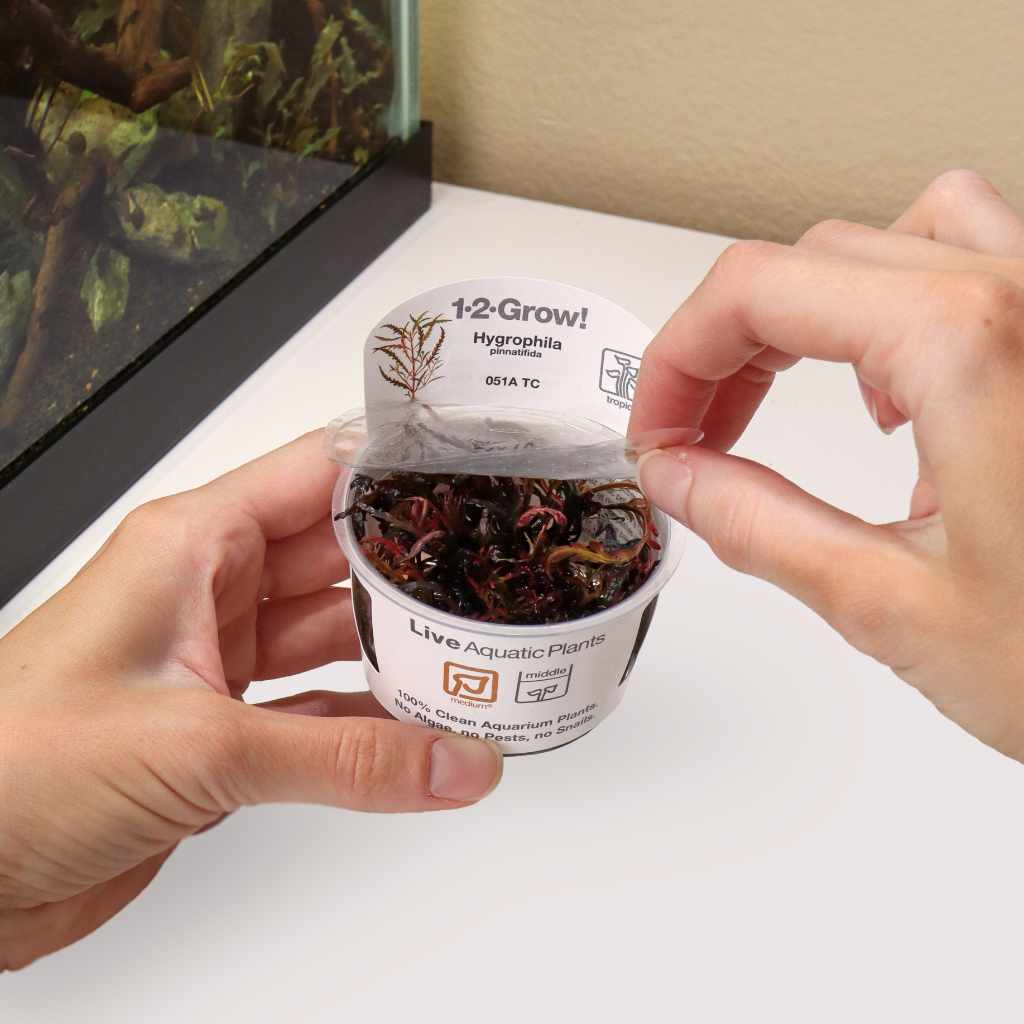 Hygrophila Pinnatifida Tissue Culture - Image 3