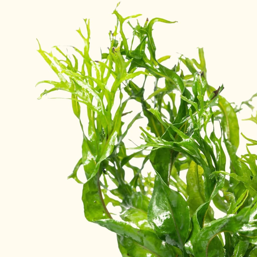 "Windelov" Java Fern - Image 3