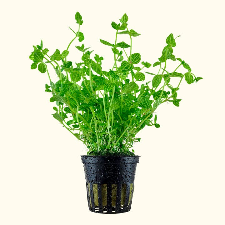 Lindernia Rotundifolia 'Watermelon'