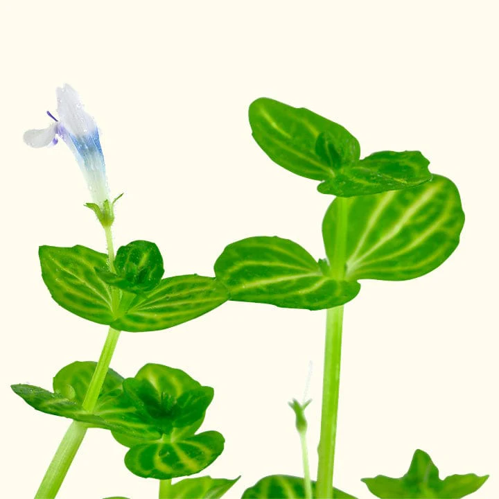 Lindernia Rotundifolia 'Watermelon' - Image 2