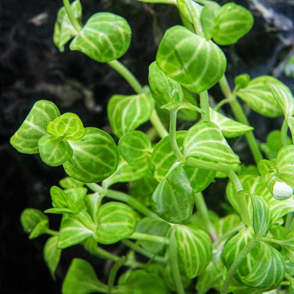 Lindernia Rotundifolia 'Watermelon' - Image 3