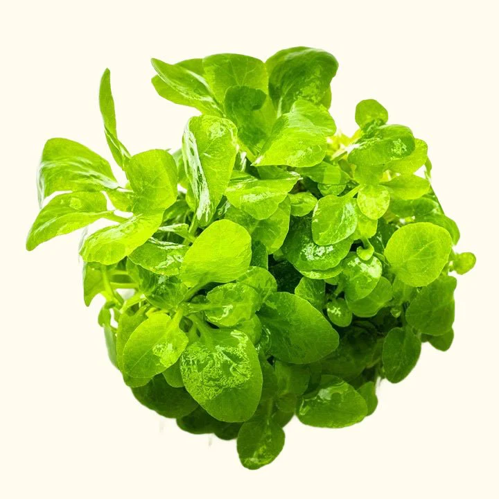 Lobelia cardinalis 'Mini' Tissue Culture - Image 3