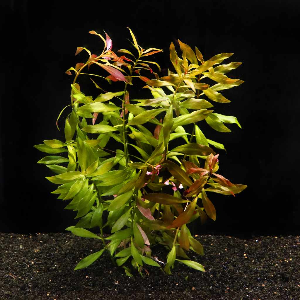 Ludwigia Repens 'Red' - Image 2