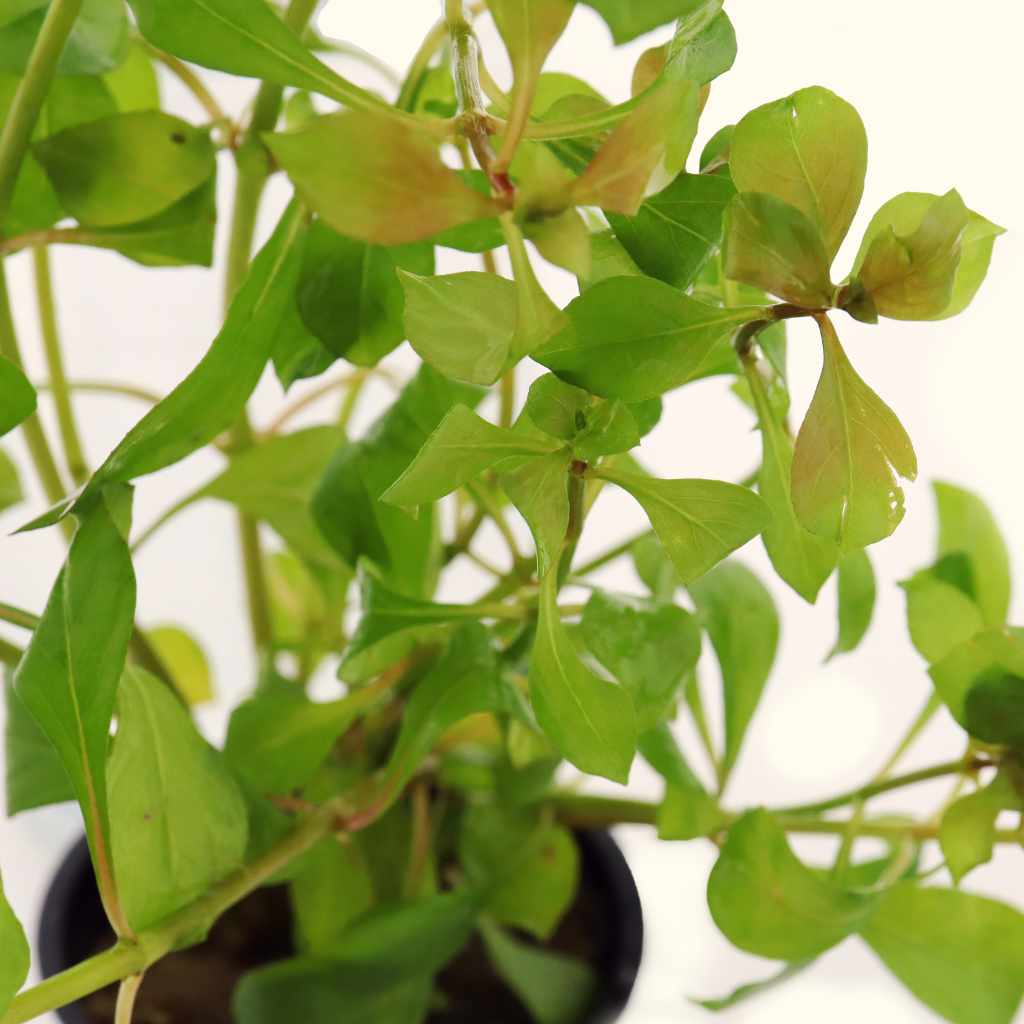 Ludwigia Repens 'Red' - Image 4