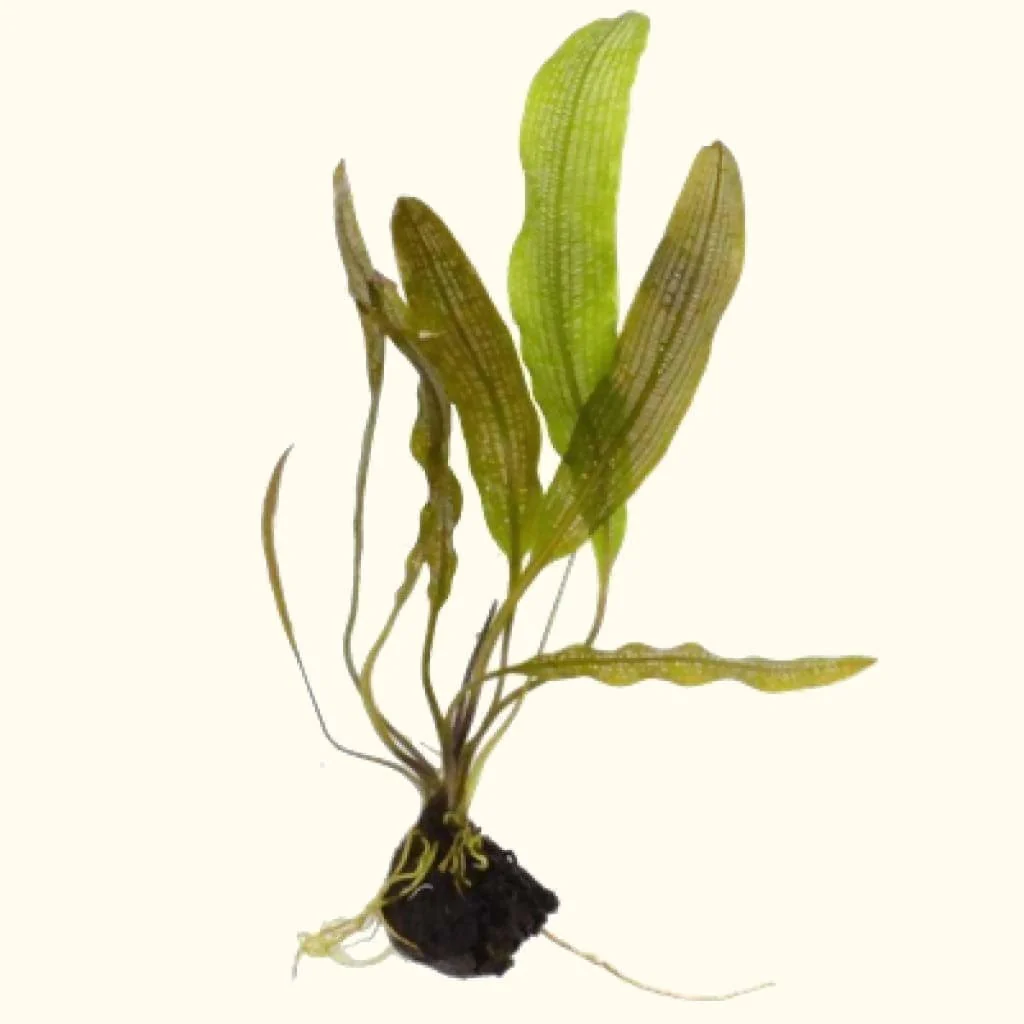 Madagascar Lace Plant - Image 2
