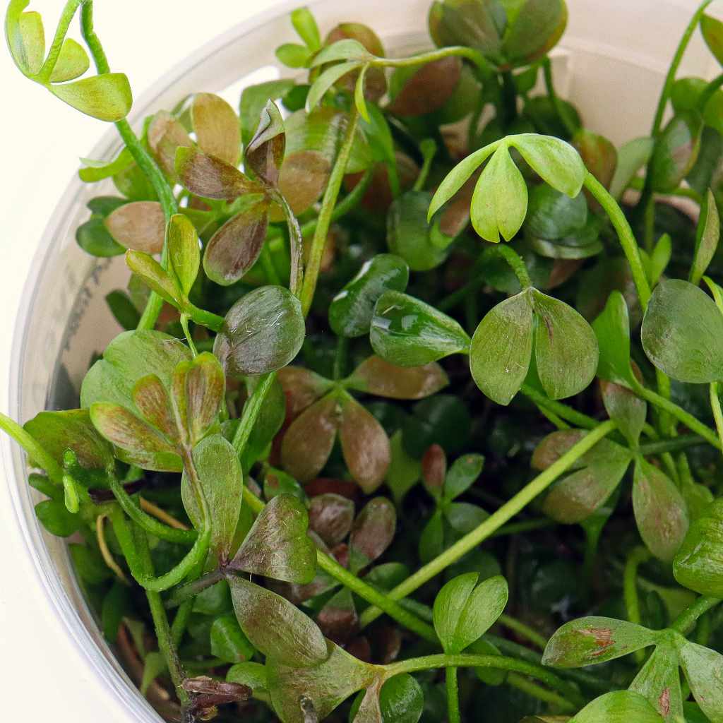 Marsilea Hirsuta Tissue Culture - Image 3