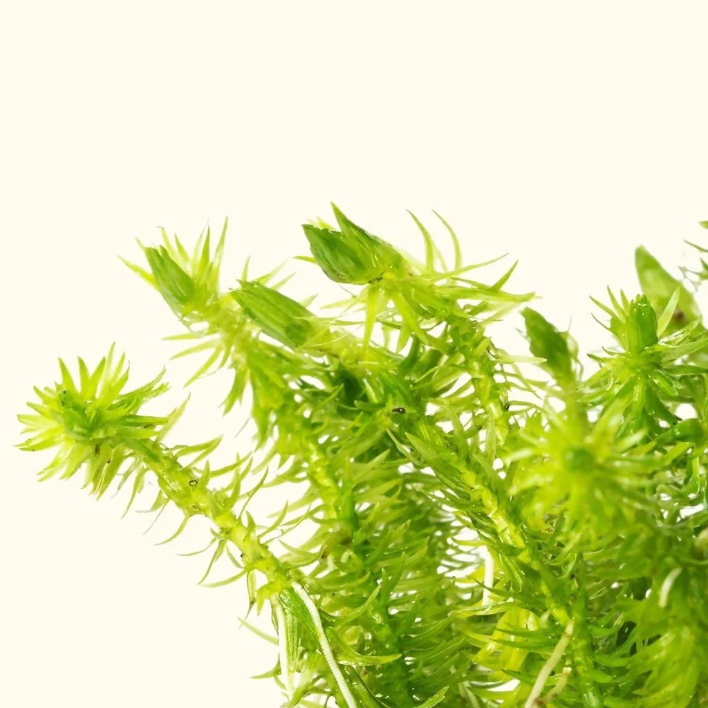 Mayaca Fluviatilis - Image 3