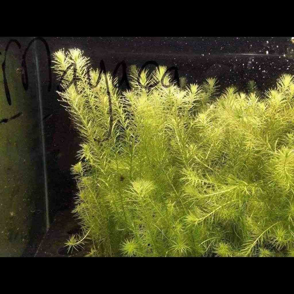 Mayaca Fluviatilis - Image 4