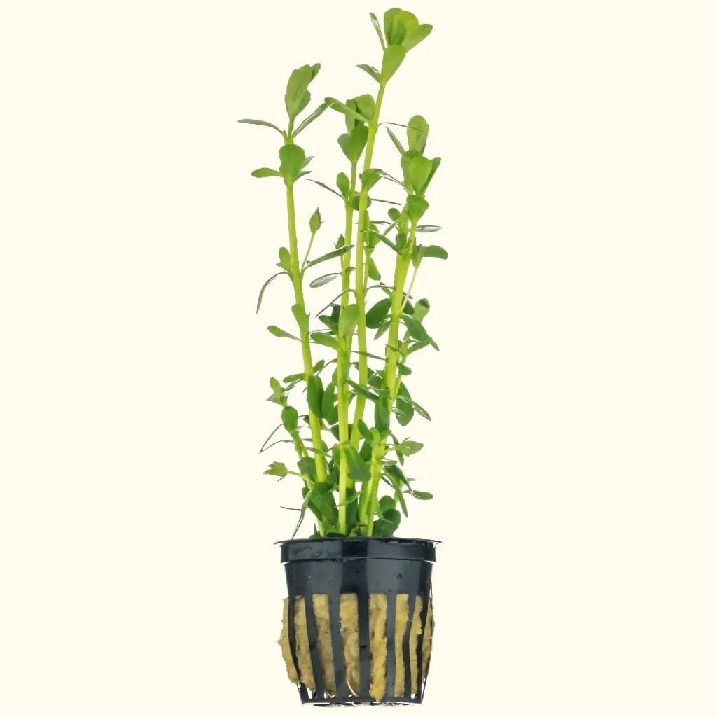 Moneywort