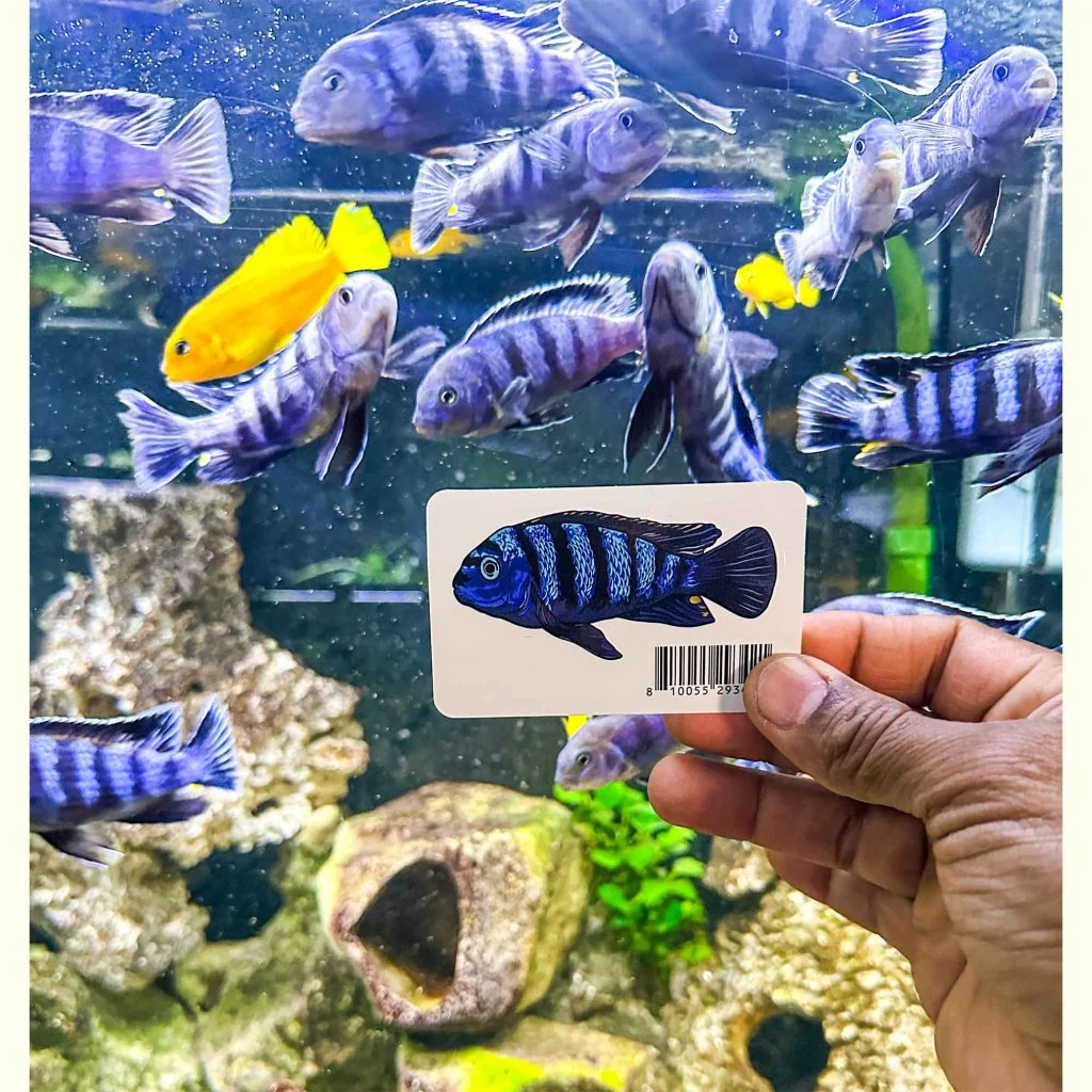 Pseudotropheus Saulosi Decal Sticker