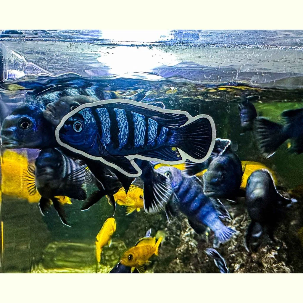 Pseudotropheus Saulosi Decal Sticker - Image 3