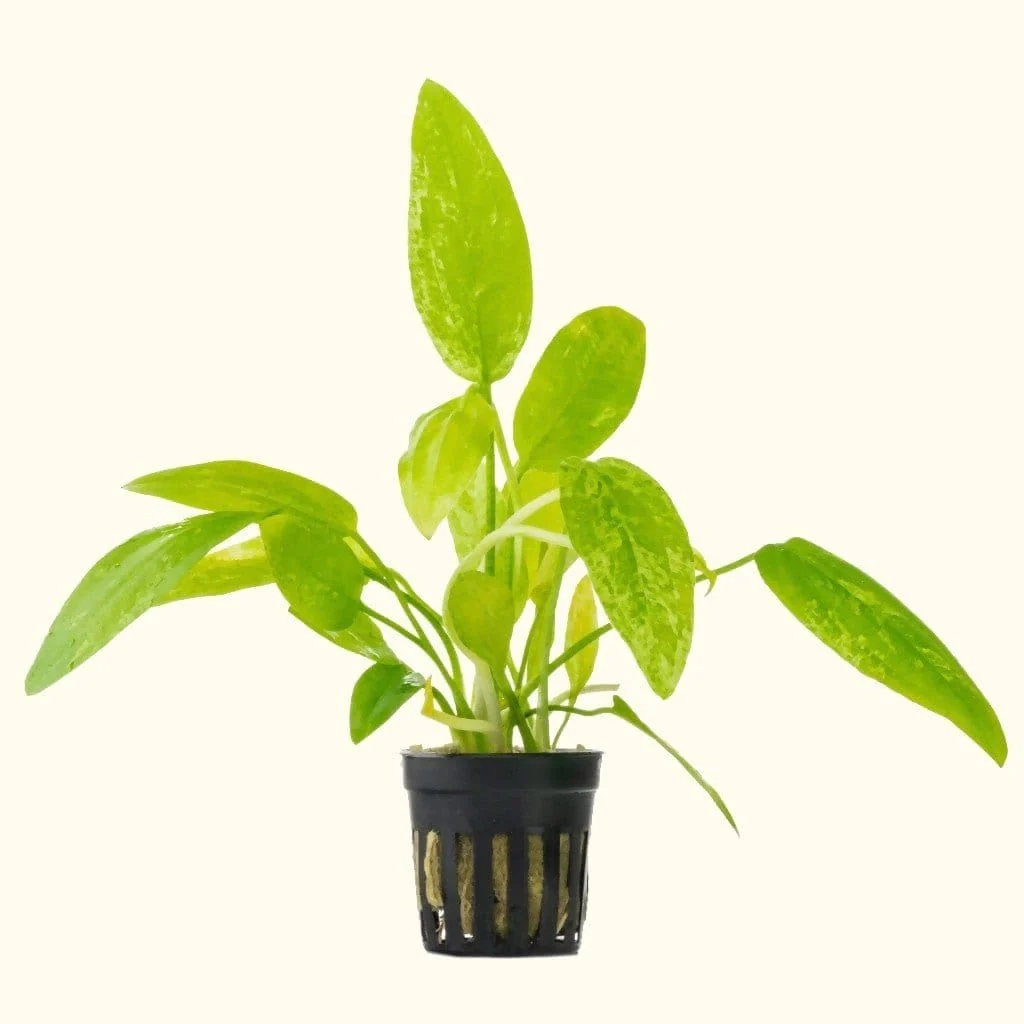 Radican Marble Queen Sword