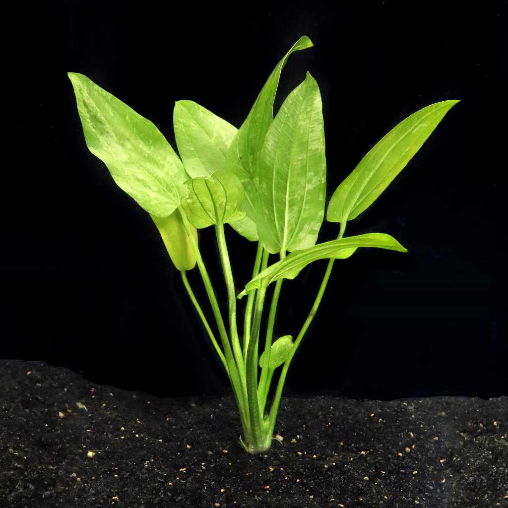 Radican Marble Queen Sword - Image 2