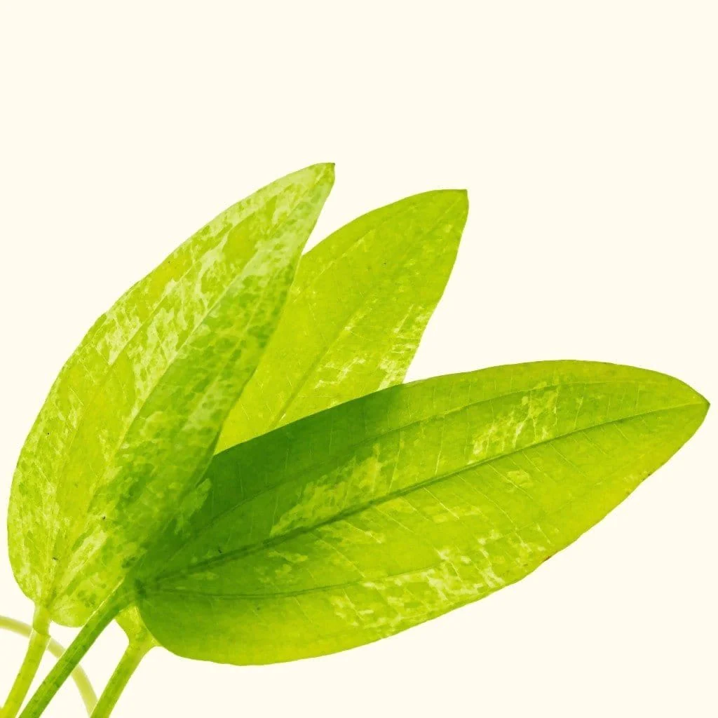 Radican Marble Queen Sword - Image 3