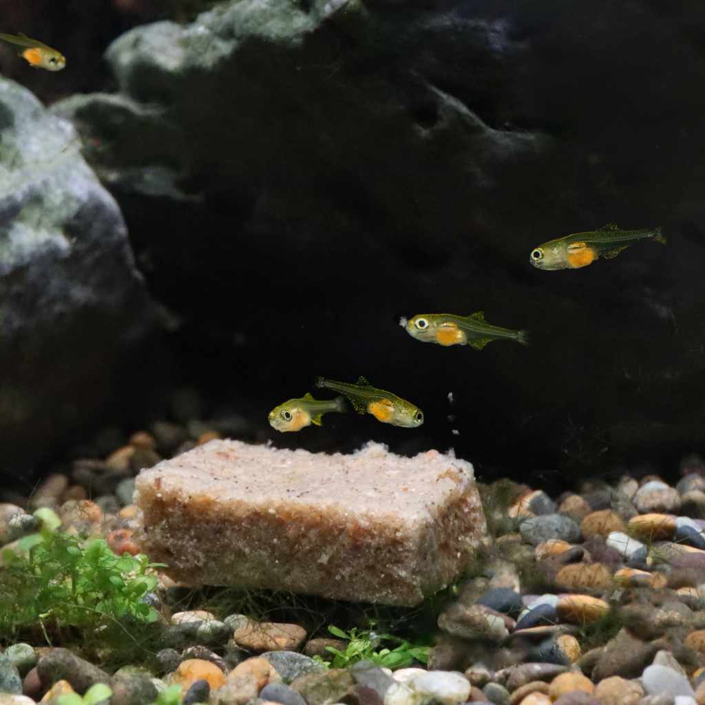 Repashy Spawn and Grow - Image 2