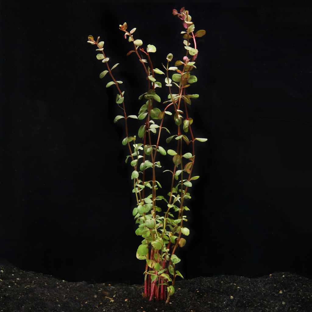 Rotala H’ra - Image 3