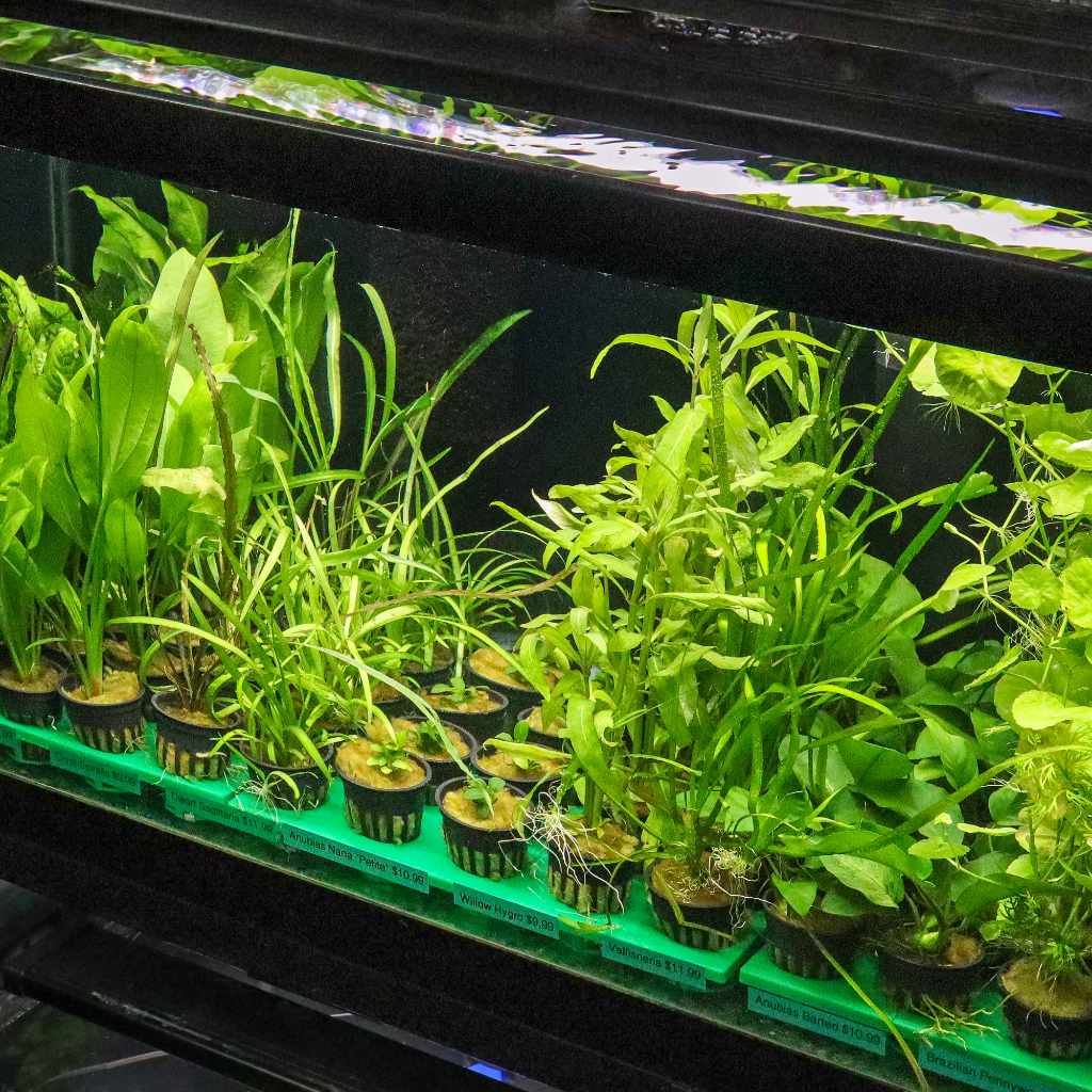 RPP Potted Plant Tray - Image 3