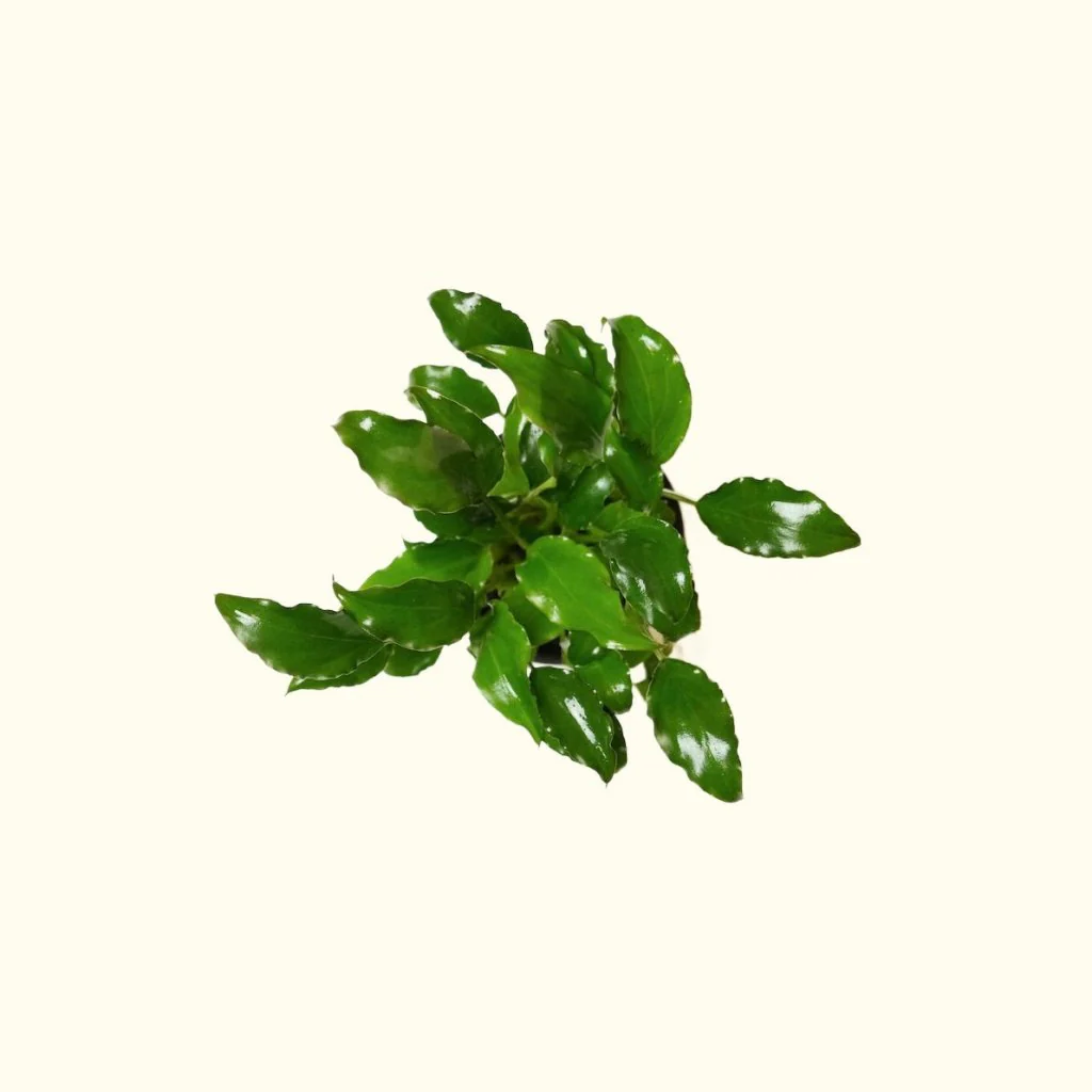 Schismatoglottis Prietoi - Image 2