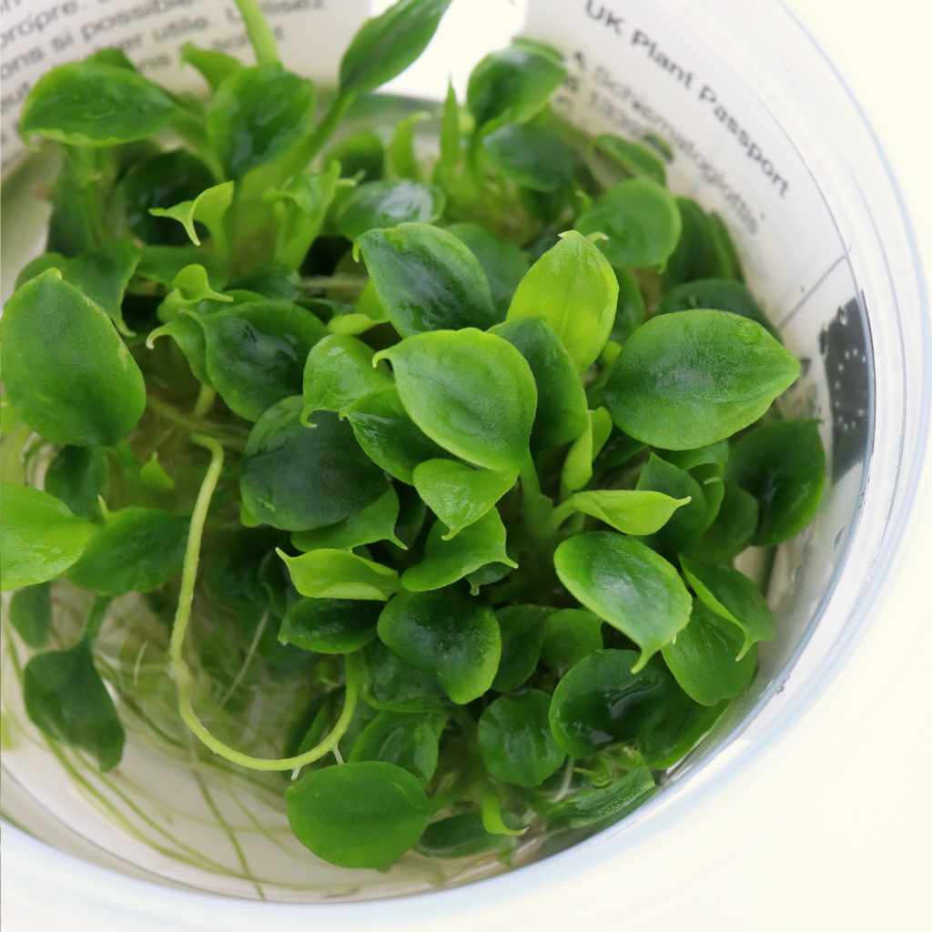 Schismatoglottis Prietoi Tissue Culture - Image 3