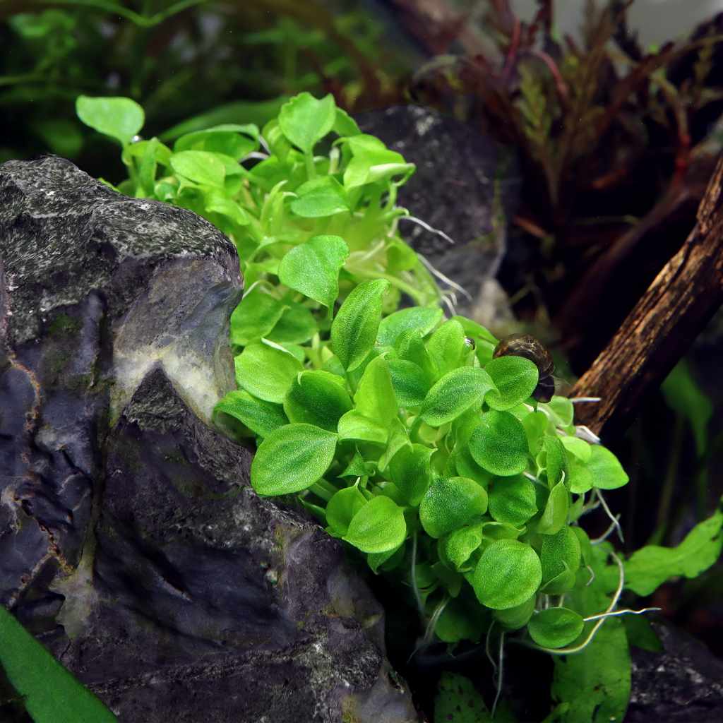 Schismatoglottis Prietoi Tissue Culture - Image 5