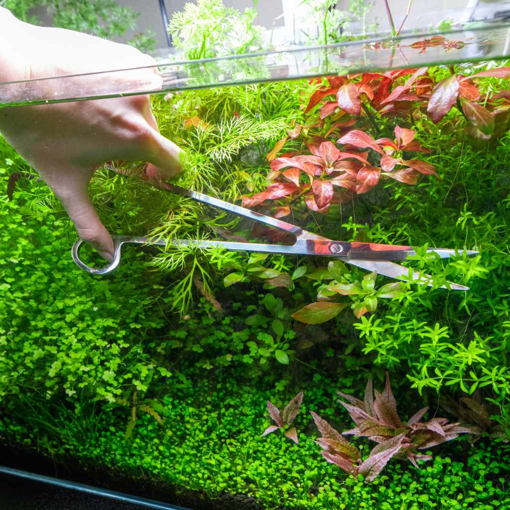 Curved Aquarium Plant Scissors - Image 2