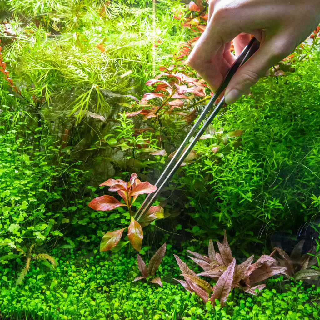 Planting Tweezers - Image 2