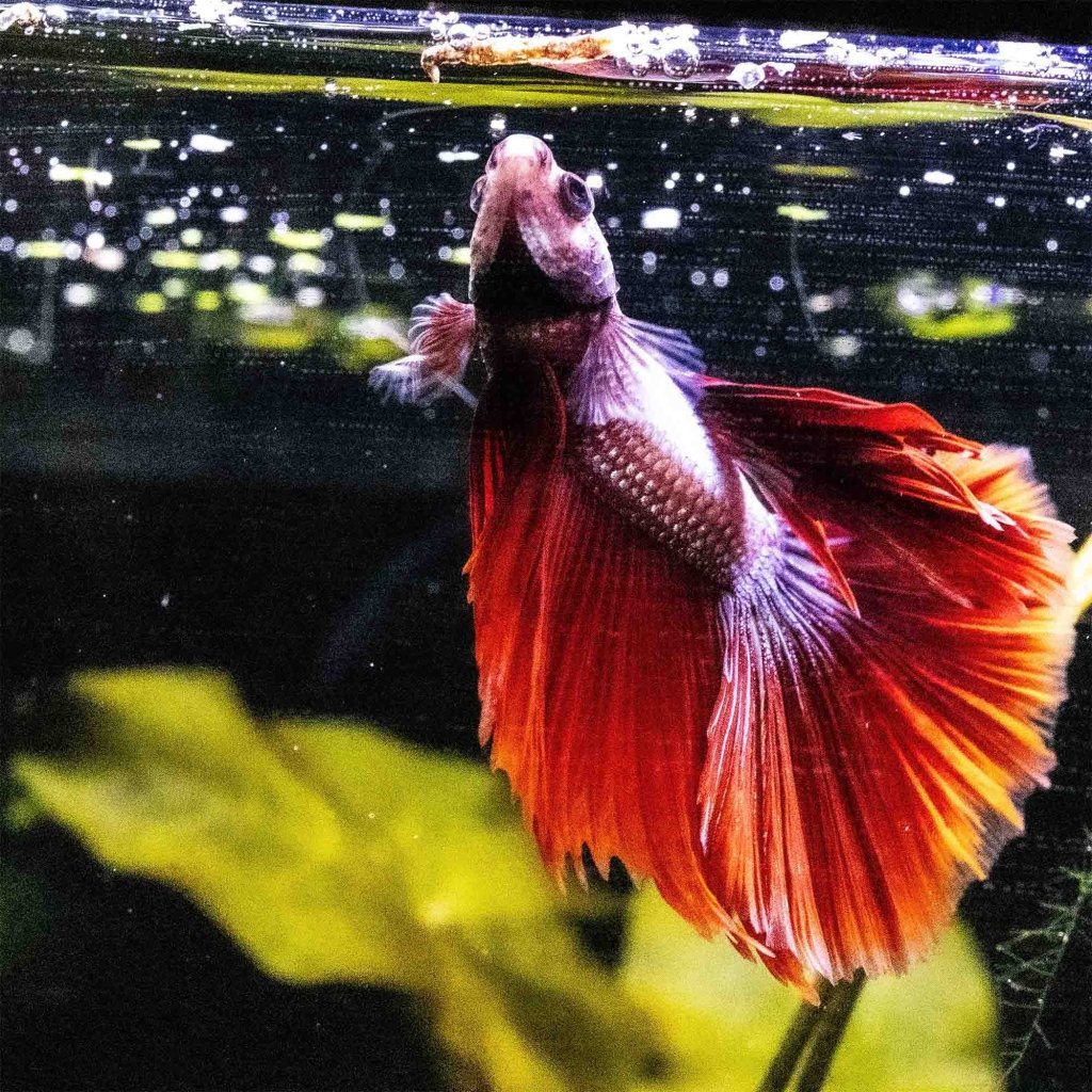 Aquarium Co-Op Freeze Dried Bloodworms - Image 3