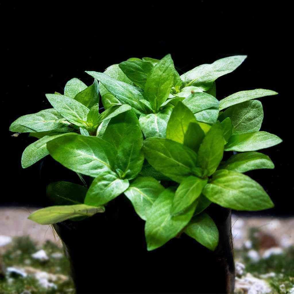 Staurogyne Repens - Image 5