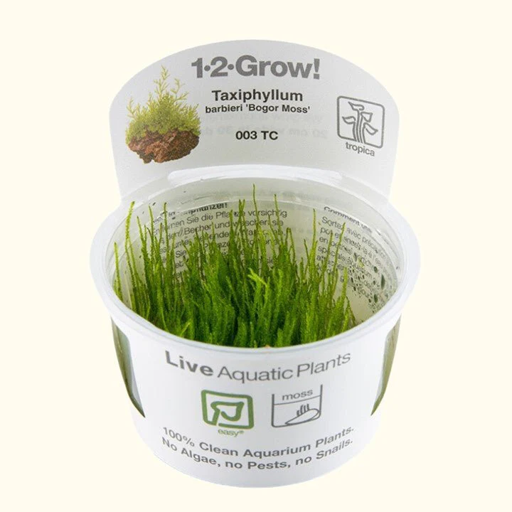Taxiphyllum barbieri 'Bogor Moss' Tissue Culture