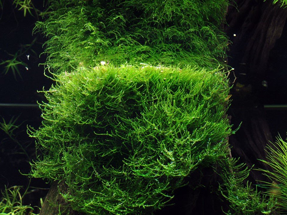 Taxiphyllum barbieri 'Bogor Moss' Tissue Culture - Image 2