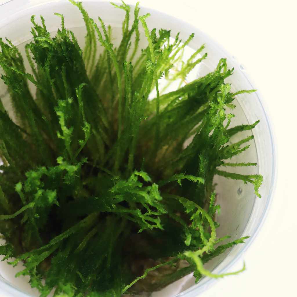 Taxiphyllum 'Spiky Moss' Tissue Culture - Image 4