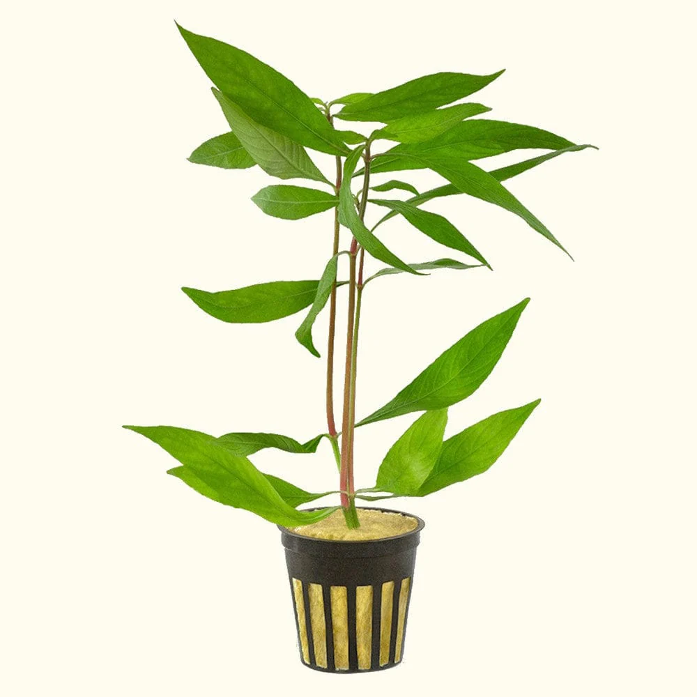Willow Hygro