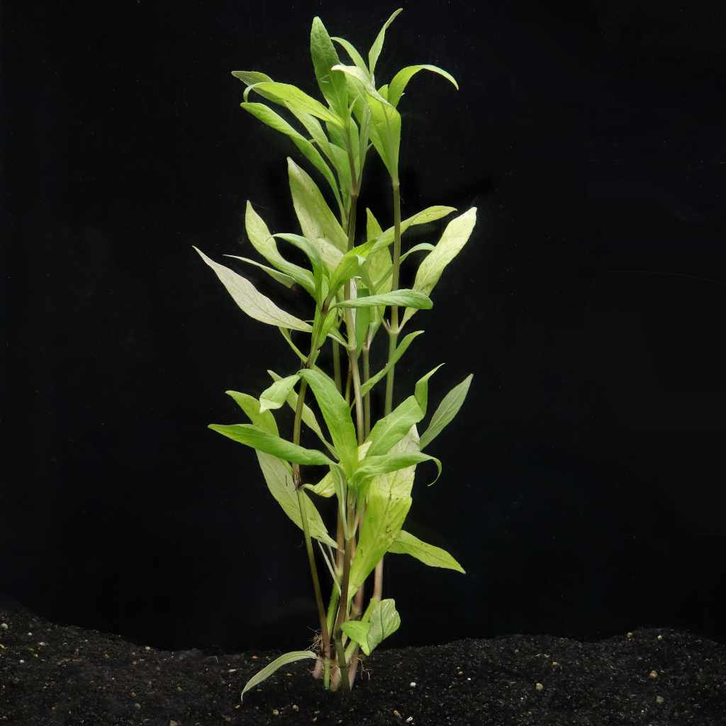 Willow Hygro - Image 2